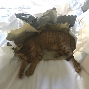 Meet your Posher, Casey